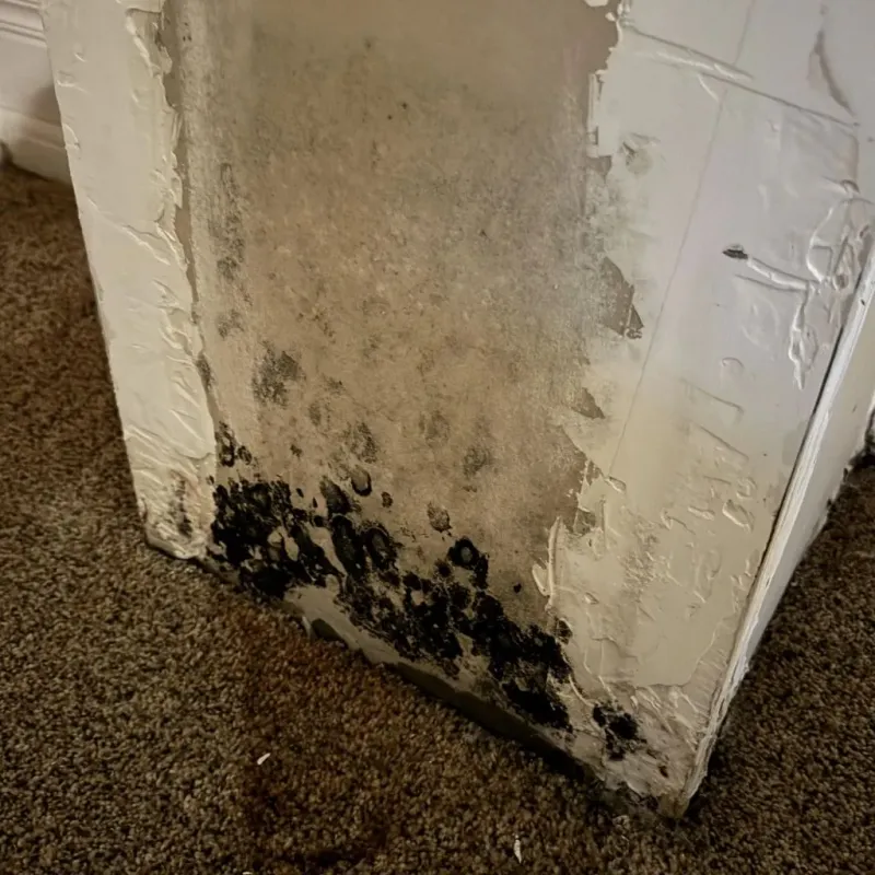 Professional Mold Removal in Jefferson, ME